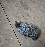 Красноухая черепаха Балаково