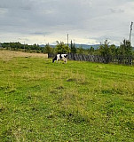 Корова Кушва