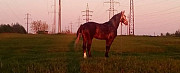 Лошадь Москва