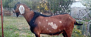 100 англо-нубийский козел Шебекино
