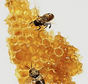 Пчёлопакеты, матки Орел-Изумруд