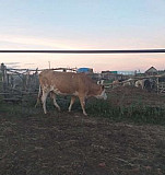 Корова обмен на мтз Калининск