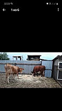 Продам коров (первотелки) Большая Черниговка