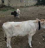 Корова Маджалис