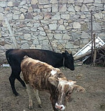 Корова Маджалис