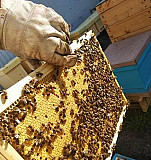 Пчелопакеты Тамбов