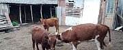Корова бычки телята Курчалой