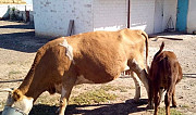 Бык корова бычок Элиста