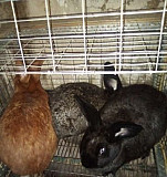 Кролики самки Новая Усмань