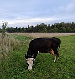 Корова Данилов