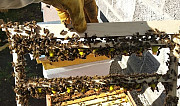 Пчелопакеты Липецк