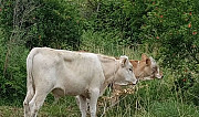 Корова Дербент