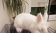 Декоративный кролик Ульяновск