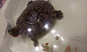 Черепаха морска Балашиха