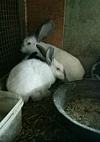 Кролик Омск