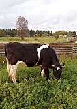 Корова Якшур-Бодья