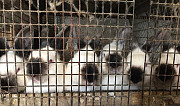 Калифорнийцы кролики Кочубеевское