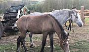 Лошадь Березовка