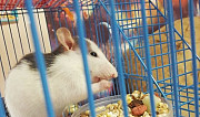 Продаю крыс очень милые и красивые Нижнекамск