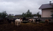 Коровы Серпухов