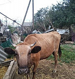 Корова Каякент