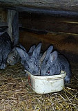 Кролики разных возрастов Воскресенское