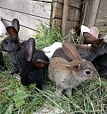 Крольчата ручные (мясной породы) Уфа
