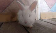 Кролики-милашки (карлики ) Уфа