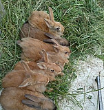 Кролики-милашки (карлики ) Уфа