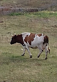 Корова Туймазы