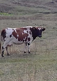 Корова Туймазы