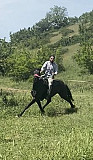 Лошади Махачкала