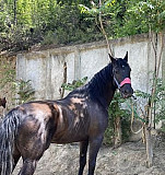 Лошади Махачкала