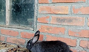 Кролики Майкопское