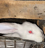 Кролик домашний Волгодонск