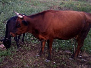 Корова с телёнком Невинномысск
