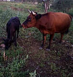 Корова с телёнком Невинномысск