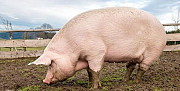 Продам свинью на мясо, цена договорная Ставрополь