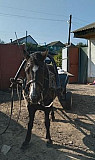 Лошадь Дьяконово