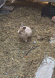 Кролики Ессентукская