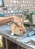 Кролики Ессентукская