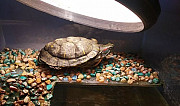 Черепаха Стерлитамак