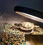 Черепаха Стерлитамак