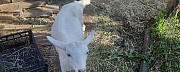 Козлики от молочных мам 5 мес Южноуральск