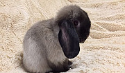 Кролик Самара