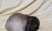 Кролик Самара