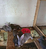Кролики Новомихайловский кп