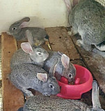 Кролики Новомихайловский кп