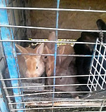 Кролики на развод Курганинск