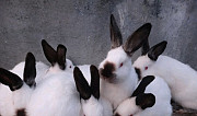 Кролики породы калифорниец Полысаево